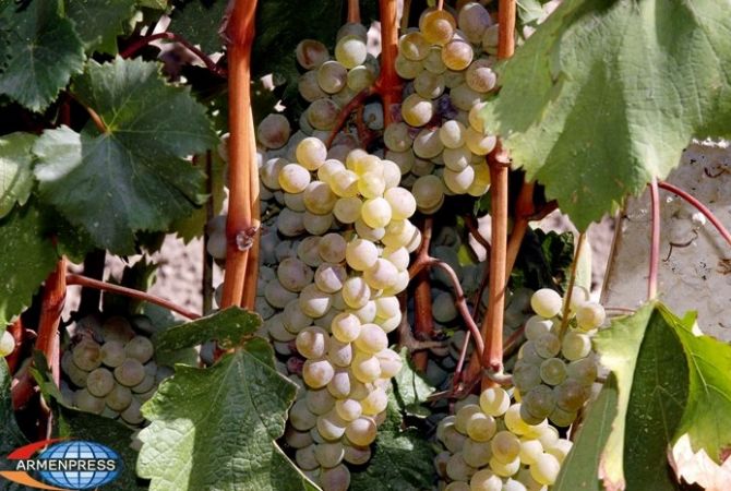  В Армении закуплено 209 тысяч тонн винограда 