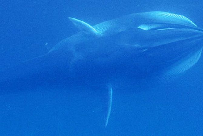  Океанографы получили снимки редчайшего кита Земли 