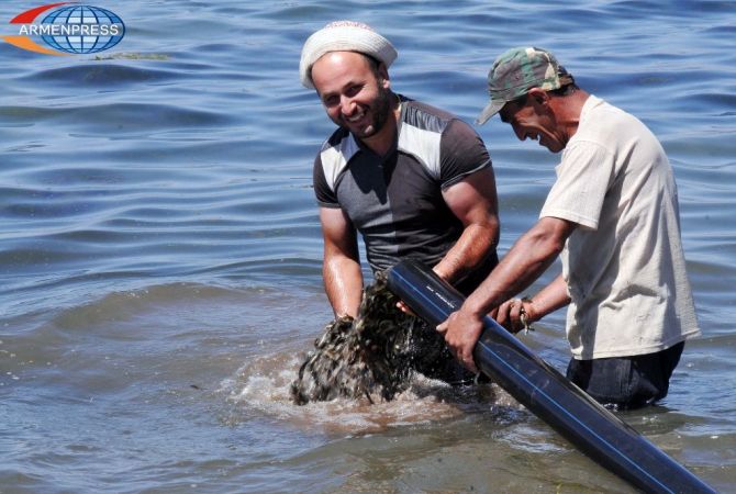367 000 young fishes to be released in Lake Sevan