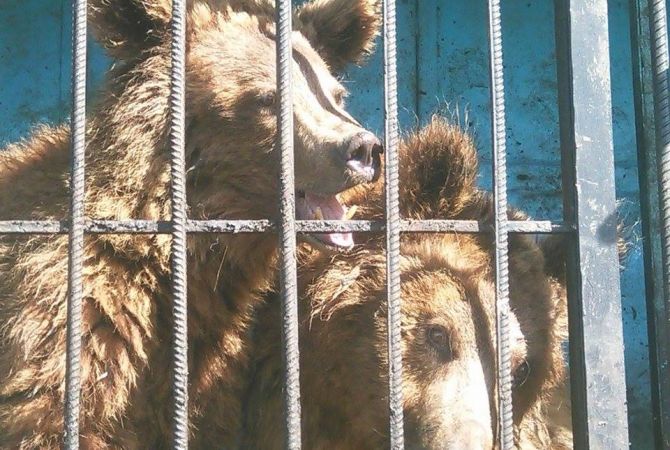 Gyumri mini zoo’s bears may be transferred to Romania