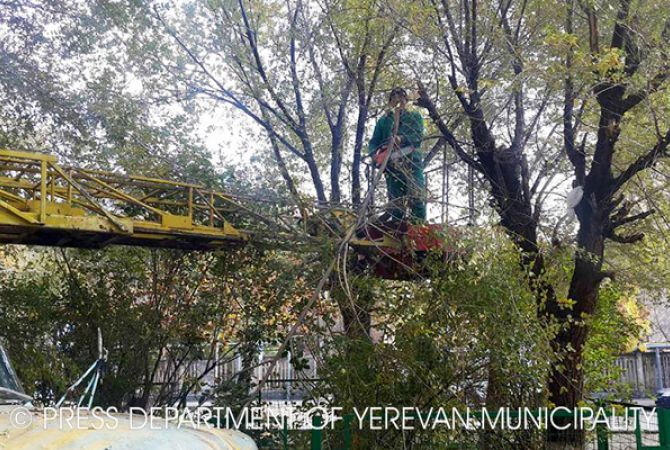Երևանում շարունակվում է ծառերի աշնանային էտը 