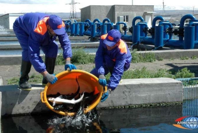 Կարճաղբյուրի ձկնաբուծարանը Հայաստանում առաջին փակ ցիկլով աշխատող գործարանն է 
լինելու