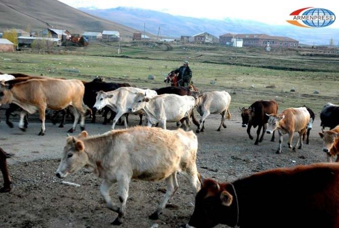 Валовое производство сельского и рыболовного хозяйств в Армении выросло на 11.8 %