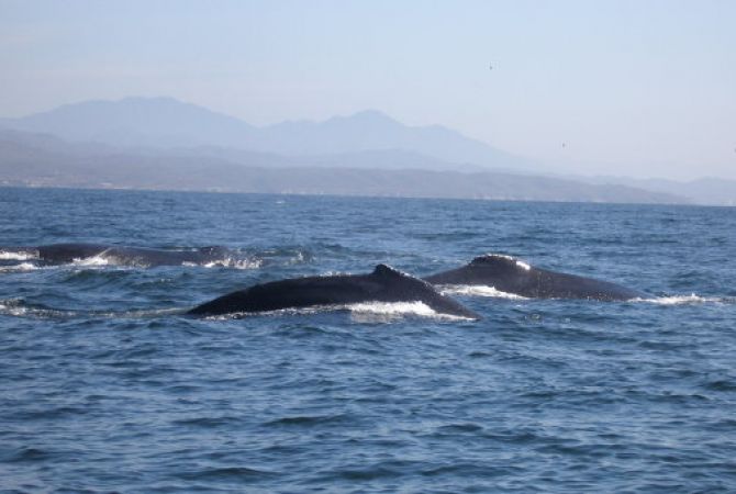 Сотни китов выбросились на берег в Чили