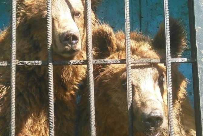 Bears of Gyumri zoo to be soon taken to Romania