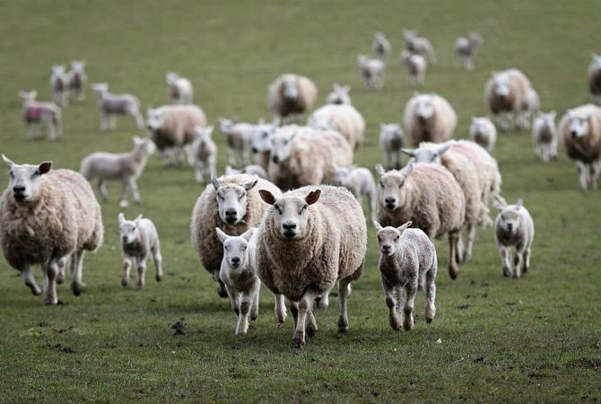 Ադրբեջանում ծաղկում է ոչխարագողությունը
