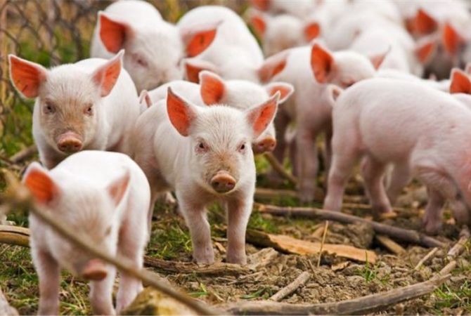 Режим ЧС введен в Крыму из-за африканской чумы свиней