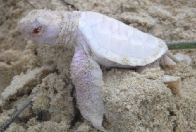  В Австралии обнаружили черепаху-альбиноса 