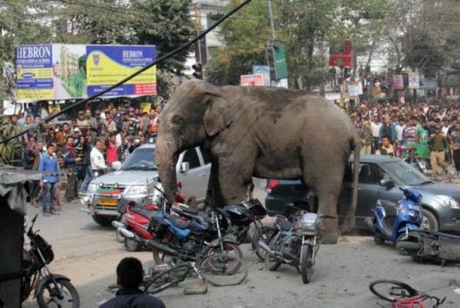 Дикий слон устроил панику в индийском городе
