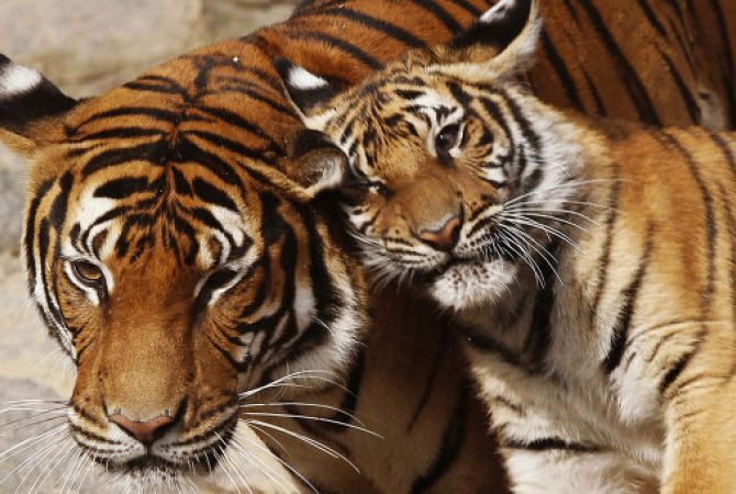  WWF: число тигров в мире выросло почти до четырех тысяч 