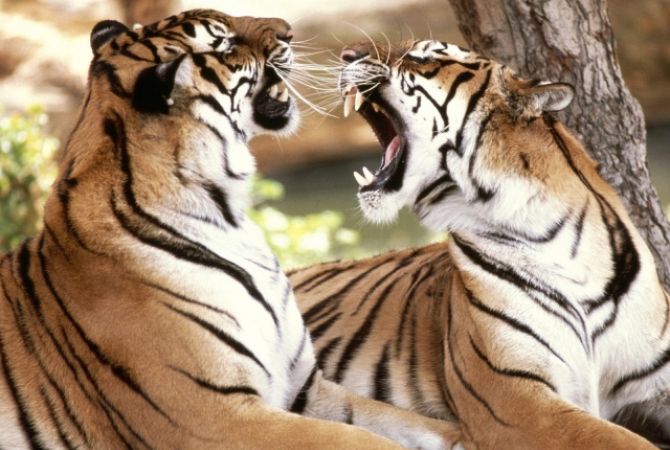 В Нидерландах из питомника сбежали два тигра