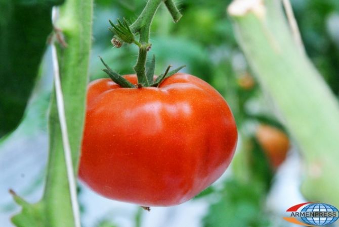 В данный момент на армянском рынке нет турецких помидоров: министр сельского 
хозяйства