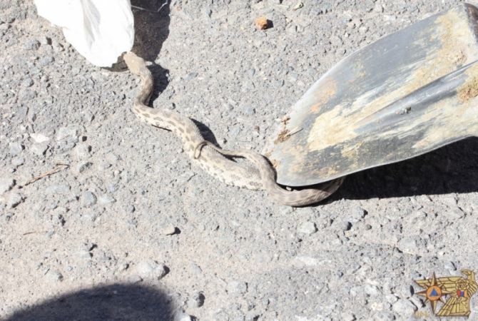 Փրկարարներն անվտանգ տարածք են տեղափոխել շահմար տեսակի օձ