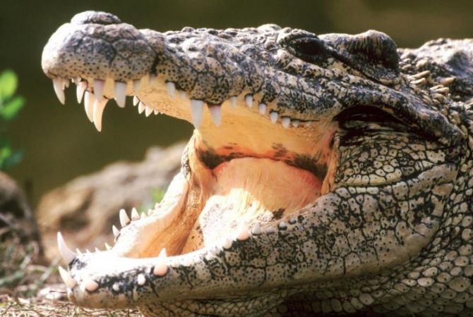 СМИ: на северо-востоке Австралии ищут женщину, которую утащил крокодил