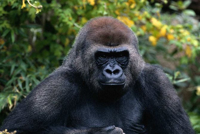 Cincinnati zoo kills gorilla to save child, Mom blamed