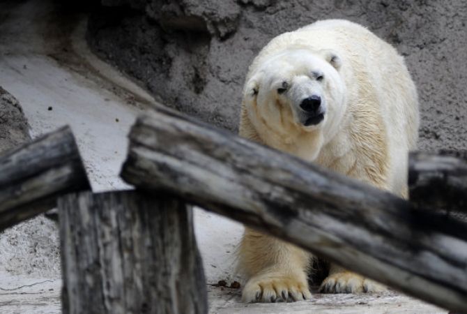 'World's saddest polar bear' Arturo dies