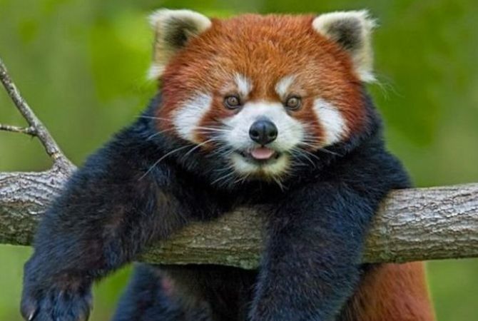 В Ереванском зоопарке в следующем году появятся красные панды
