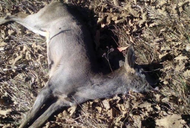 В Сюнике возбуждено уголовное дело по факту незаконной охоты