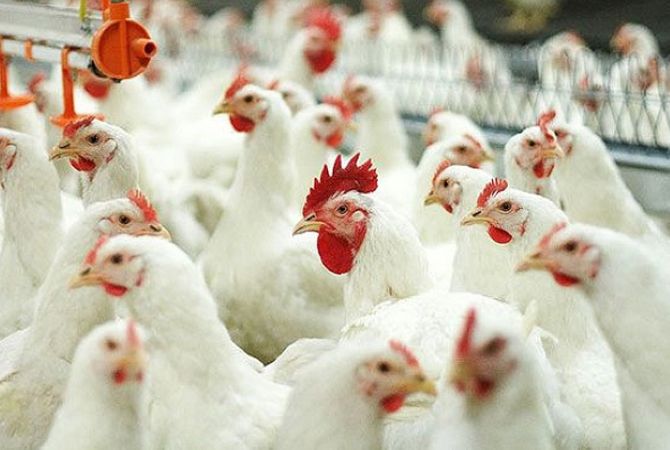  В Иране уничтожили сотни тысяч птиц в рамках борьбы с птичьим гриппом 