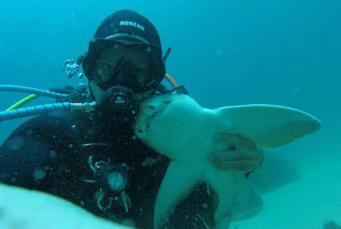 
Австралийский дайвер подружился с акулой
