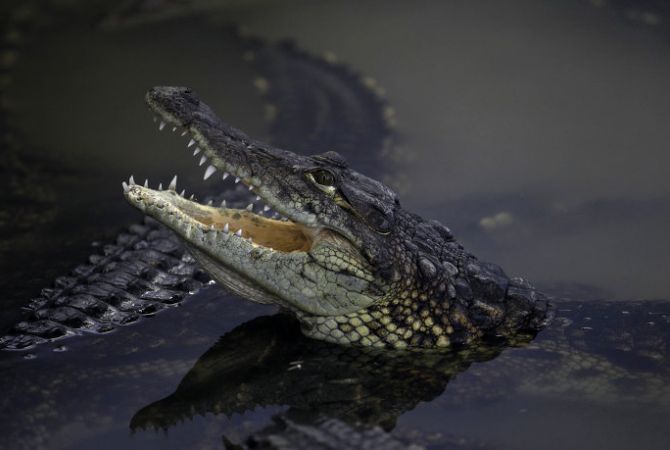 Туристы сняли на видео, как плавают с огромными крокодилами
