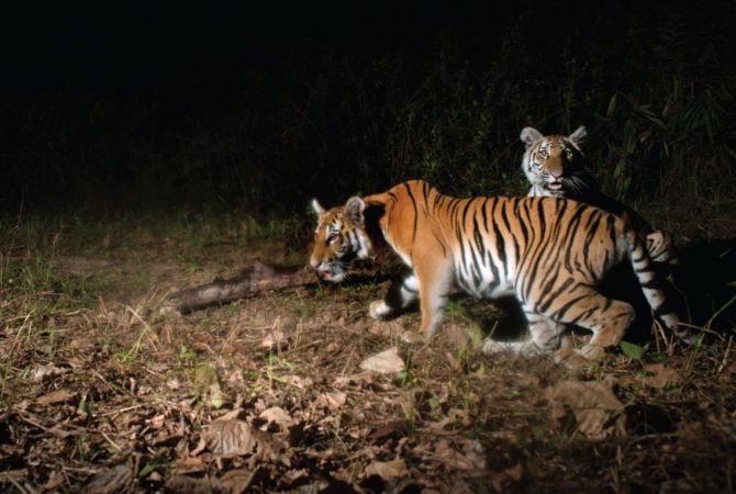 Неизвестную популяцию индокитайских тигров показали на видео
