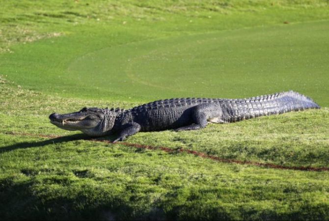 Гигантский аллигатор прервал турнир по гольфу в Южной Каролине