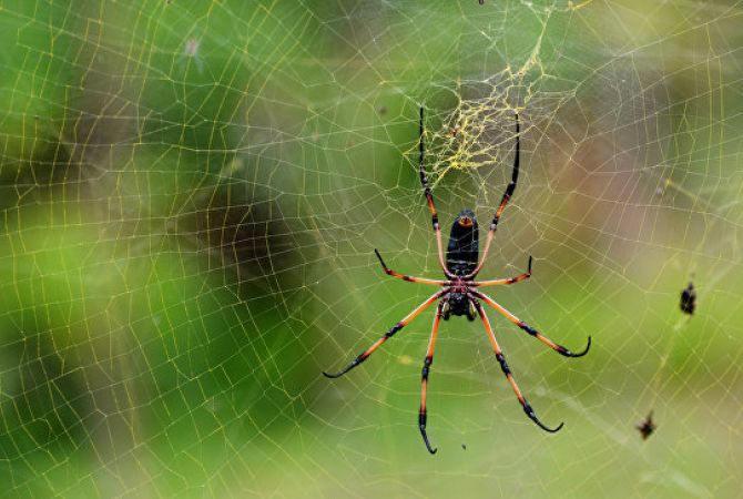 Ученые выяснили, что пауки способны уничтожить человечество за год