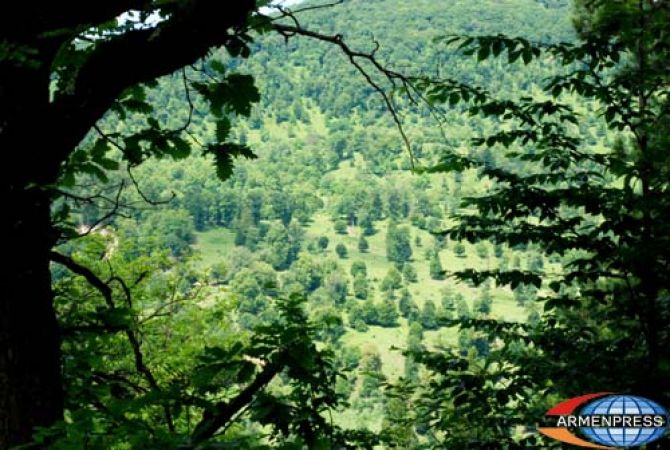 Премьер-министр Армении Карен Карапетян считает неудовлетворительным уровень управления лесами