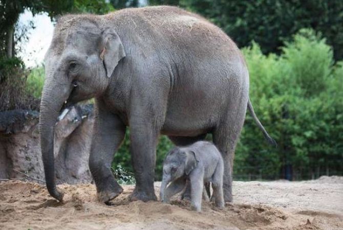 Шестой слоненок за последние три года появился на свет в дублинском зоопарке
