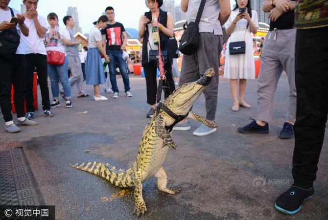 Китаец провел по городу крокодила на поводке и сделал из него шашлык
