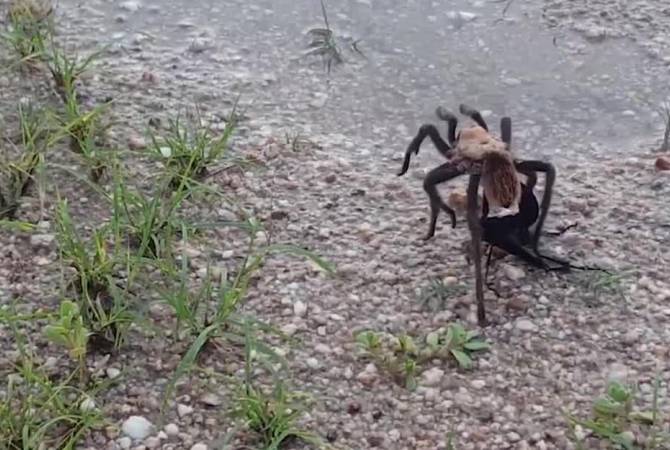 В Сети появилось видео ожесточенной схватки тарантула и осы