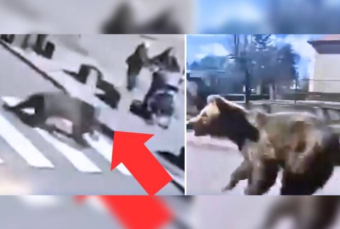 В Словакии охотники застрелили медведя, ранившего пять человек
