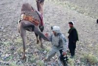 U.S. soldier kicked by camel in Afghanistan