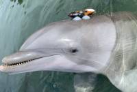 Dolphins 'shout' to get heard over noise pollution