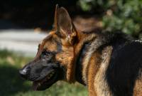 Բայդենի շունն ավելի քան 20 անգամ կծել է ԱՄՆ գաղտնի ծառայության 
աշխատակիցներին