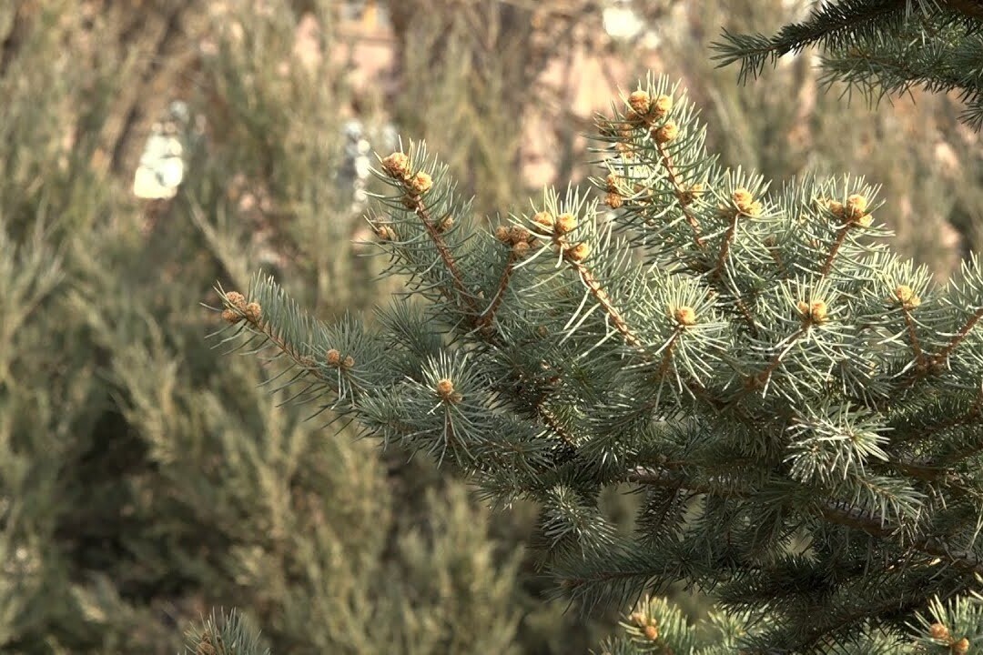 Սևանից Երևան մտնող հատվածում կանաչ տարածքները կավելանան