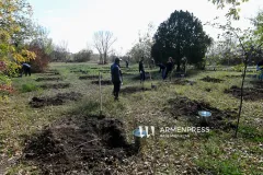 Երևանը պատրաստվում է քաղաքային ծառատունկին