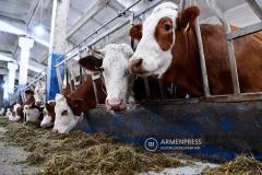 Կառավարությունն ընդլայնում է տավարաբուծության աջակցության ծրագիրը. փոխհատուցումը կհասնի 50 տոկոսի