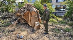Գյումրիի Հաղթանակ զբոսայգում 12 ծառ է հատվել․ վնասը գնահատվել է 630 հազար դրամ