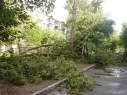 Вырванное с корнем дерево упало на трассу Ереван-Мегри
