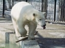 Russian PM puts satellite collar on polar bear on Franz Josef Land