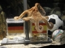 Paul the psychic octopus picks Spain to beat Germany