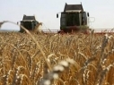 Armenia not to have lack of wheat this year