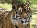 Three thousand tigers registered in the world