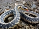 Snake crawled into Meghri kinder-garten