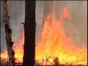 Specialists concerned about fires in Syunik