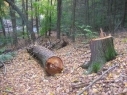 Number of illegal tree cutting decreased