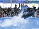 Sergey Bizyuk says weather conditions in Armenia better for dolphins than the Ukrainian ones