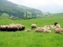 Cattle-breeding development and grass improvement program in Aragatsotn